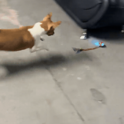 VitalGo™ ZoomieBall 🐾