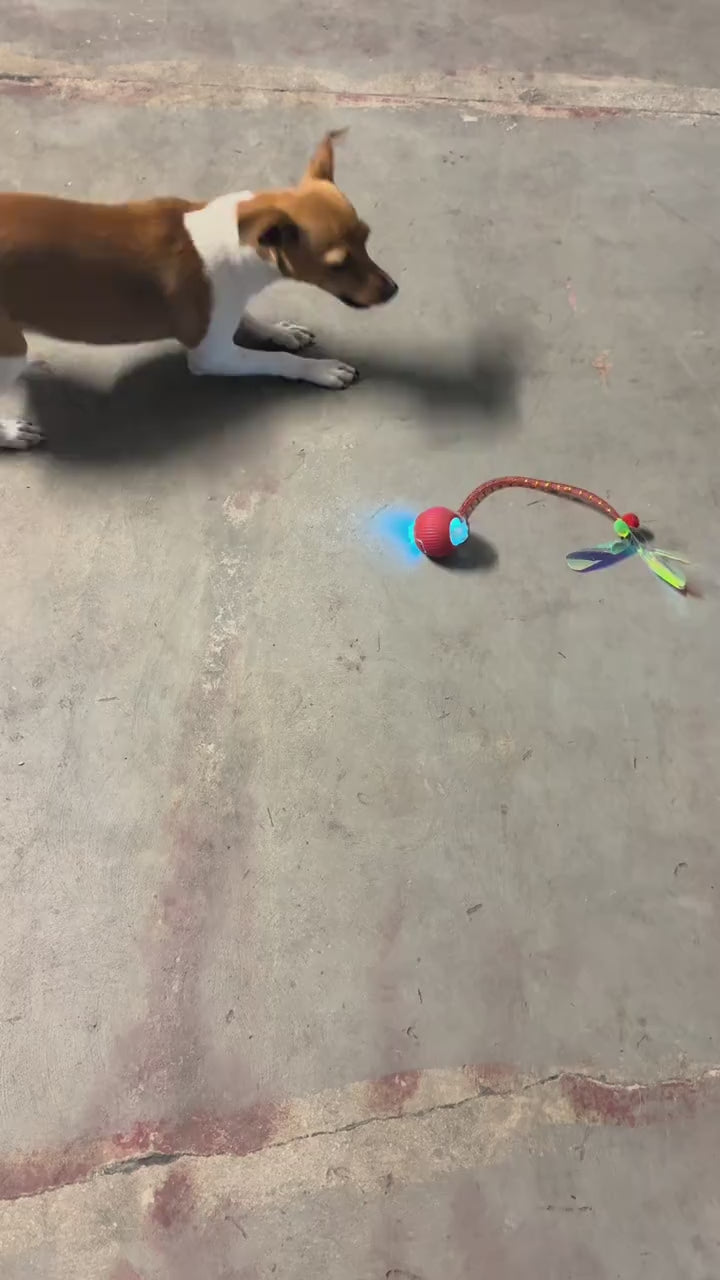 VitalGo™ ZoomieBall 🐾