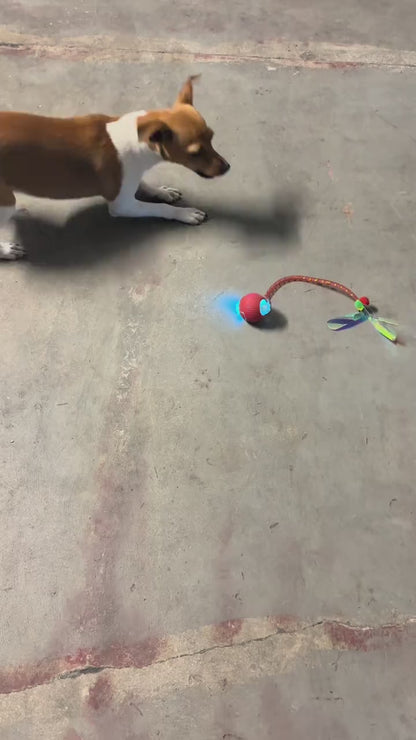 VitalGo™ ZoomieBall 🐾