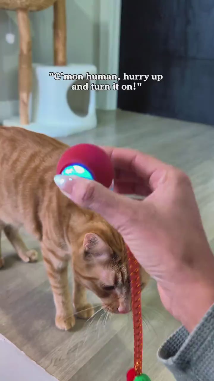 VitalGo™ ZoomieBall 🐾